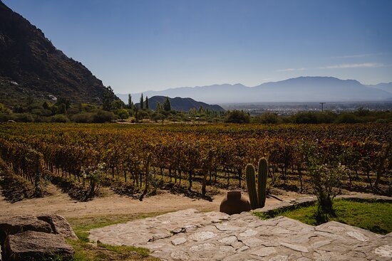 vidandroll's tweet photo. Esta noche seguimos desandando los distintos "terroir" del Valle Calchaqui.
Desde las 22hs. por https://t.co/EpnYi3FpLe, #AppLevelRock y #FacebookLive 🍷 https://t.co/7blVARuBBH