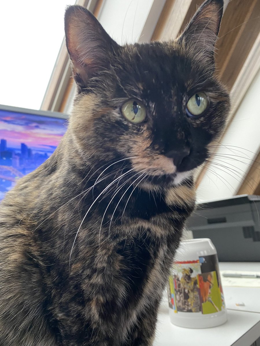 Laura (Meixell) Cunniff tweet media