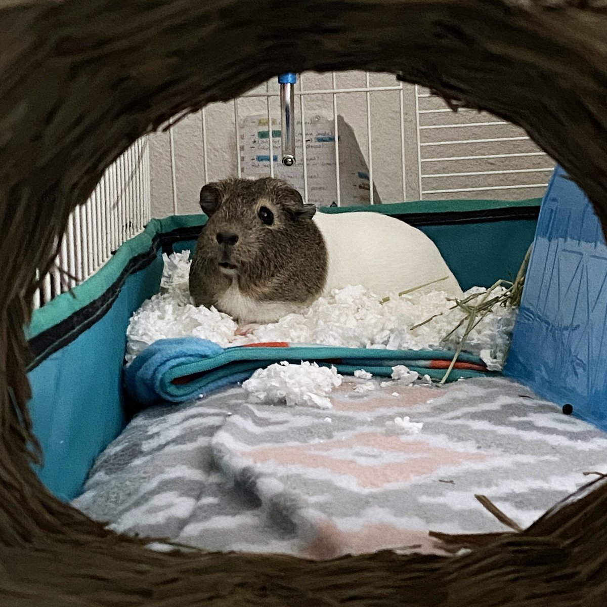 ClubGuinea's tweet photo. "I am Maisy!
and..
and..
My Mamma Loves me a lot...😍😍😍😍"
.
.
#guineapig #thursdayvibes #cavy https://t.co/3zoGfte96l