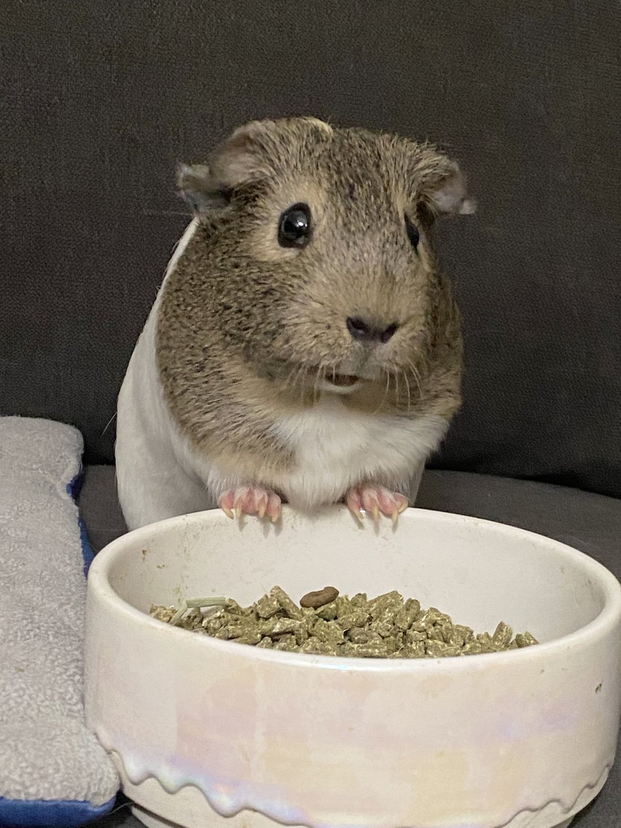 ClubGuinea's tweet photo. "I am Maisy!
and..
and..
My Mamma Loves me a lot...😍😍😍😍"
.
.
#guineapig #thursdayvibes #cavy https://t.co/3zoGfte96l