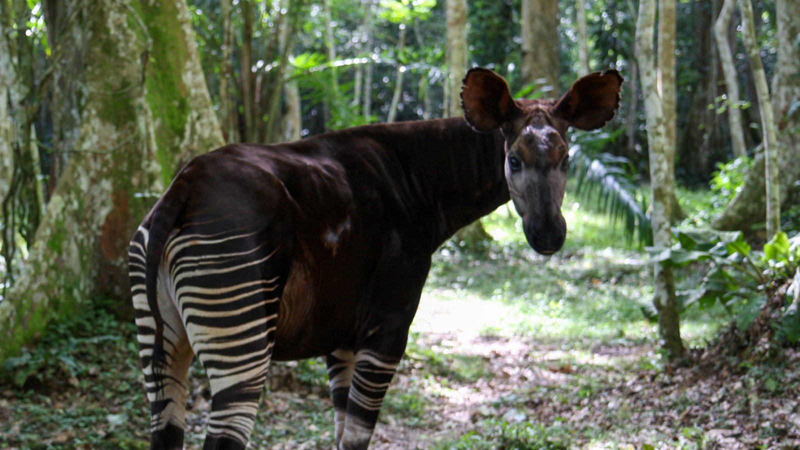 Okapi Conservation on Twitter: 