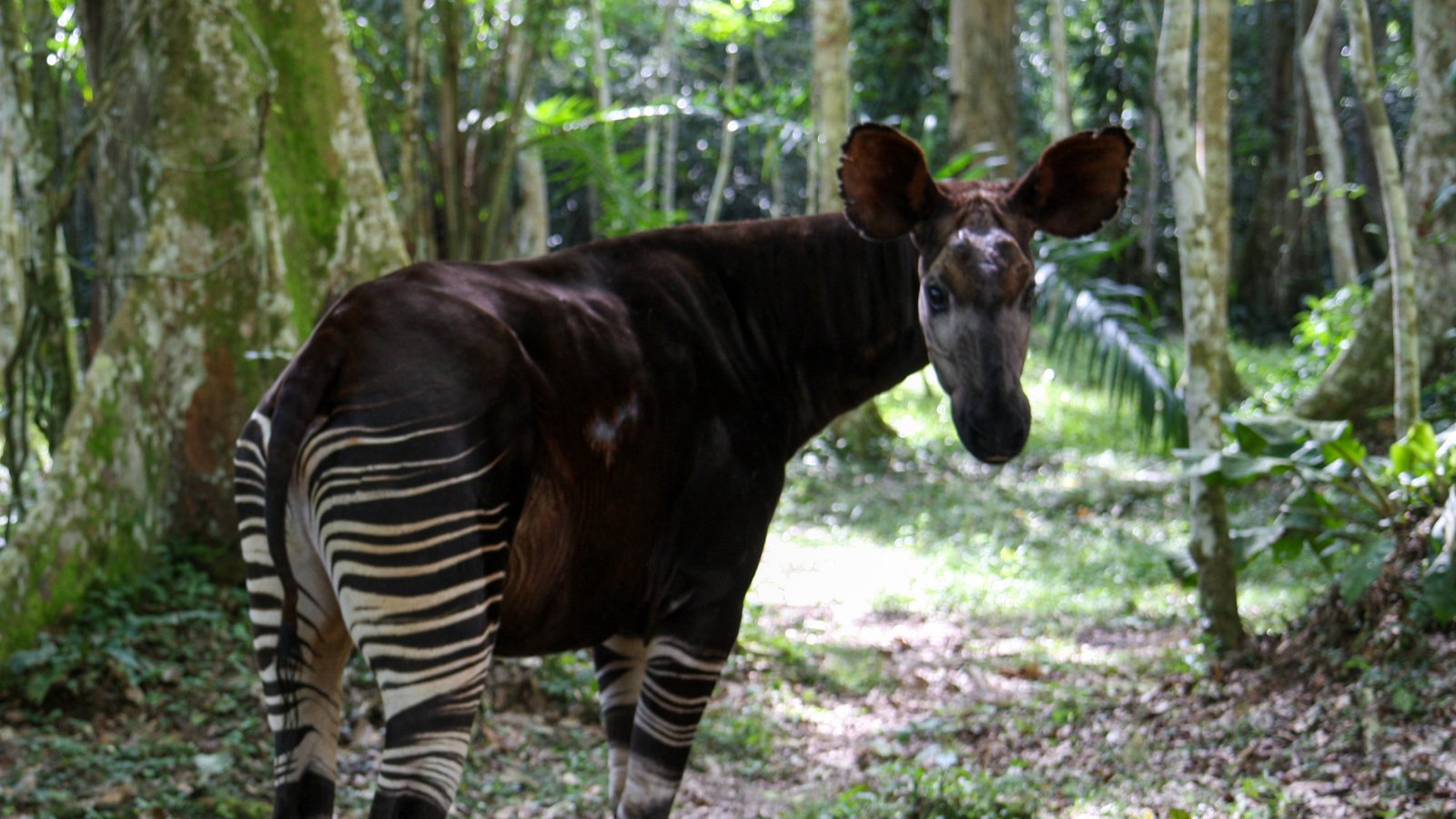 Okapi Conservation on Twitter: Okapi Conservation on Twitter: