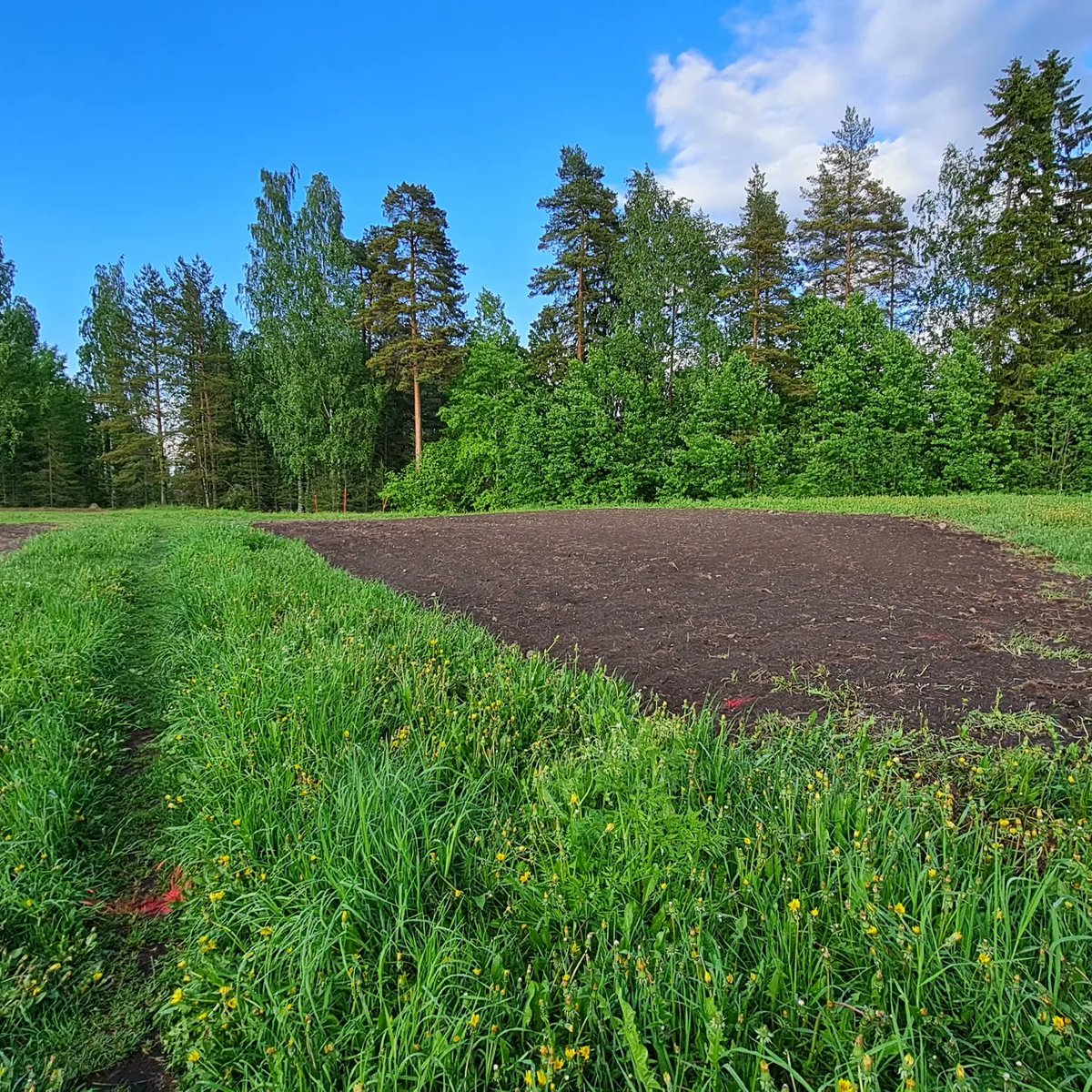 Outoja peltokuvioita Lappeenrannassa? Ympäristötekniikan killan opiskelijat istuttivat yhteistyössä kaupungin kanssa auringonkukkapellon Skinnarilaan. #pellettiry #lutsusci #teekkarit #ymte #unilut