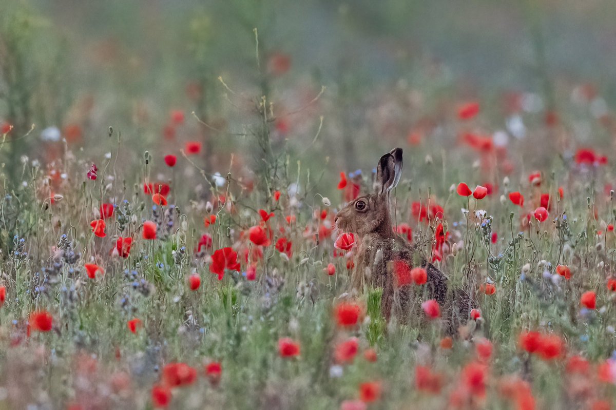 Sue Wood tweet media