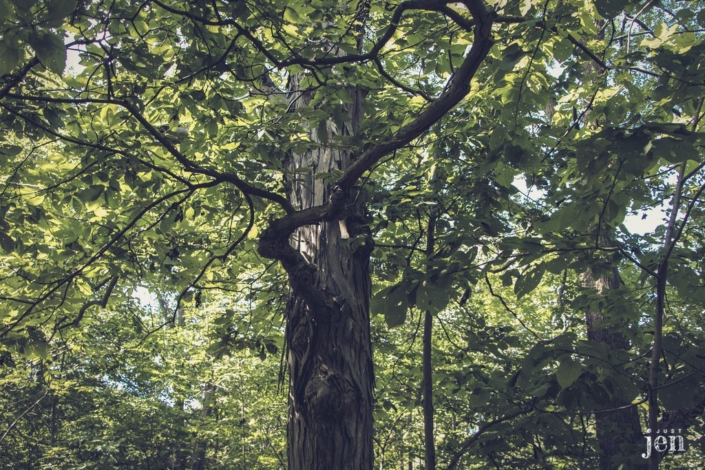 Jen_Beaul's tweet image. Hmmm... I kinda like it... Am I the only one?

#jenjustshoots #interiordesign #treedesign #wallart #naturephotography #nature #naturelover #visualart #art #quote #artistoftheday #outdoors #walk #tree #blackandwhite #twisted #dark #moodyphotography