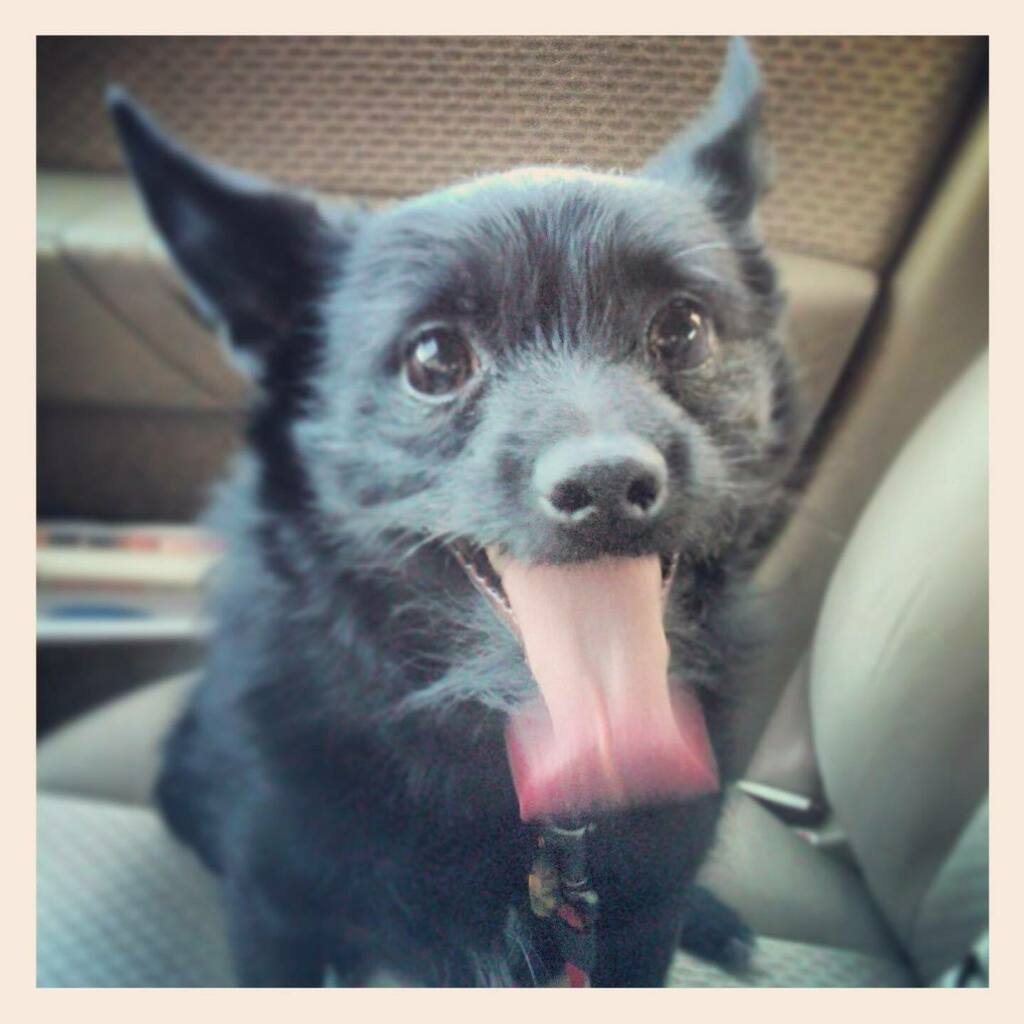 Life with dogs means a lot of great days, but inevitably leads to one bad day.  Oscar’s personality was way too big for such a little dog.  He accompanied us on countless adventures over the last 17 years; and went on several of his own too. 

It’s not going to be the same w…