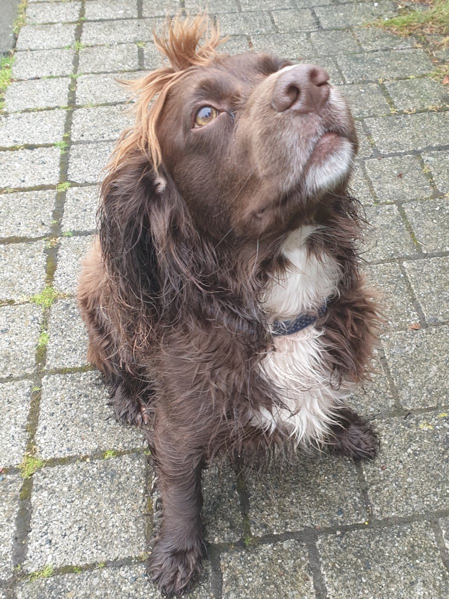 PSOSSWEdinburgh's tweet photo. We had a police presence at and around HMP Edinburgh yesterday. The weather wasn't on our side but this wee fella certainly cheered us all up!
#PDSpud
#PoliceDogsOfTwitter
#SWCPT https://t.co/NCWi7OeKZd