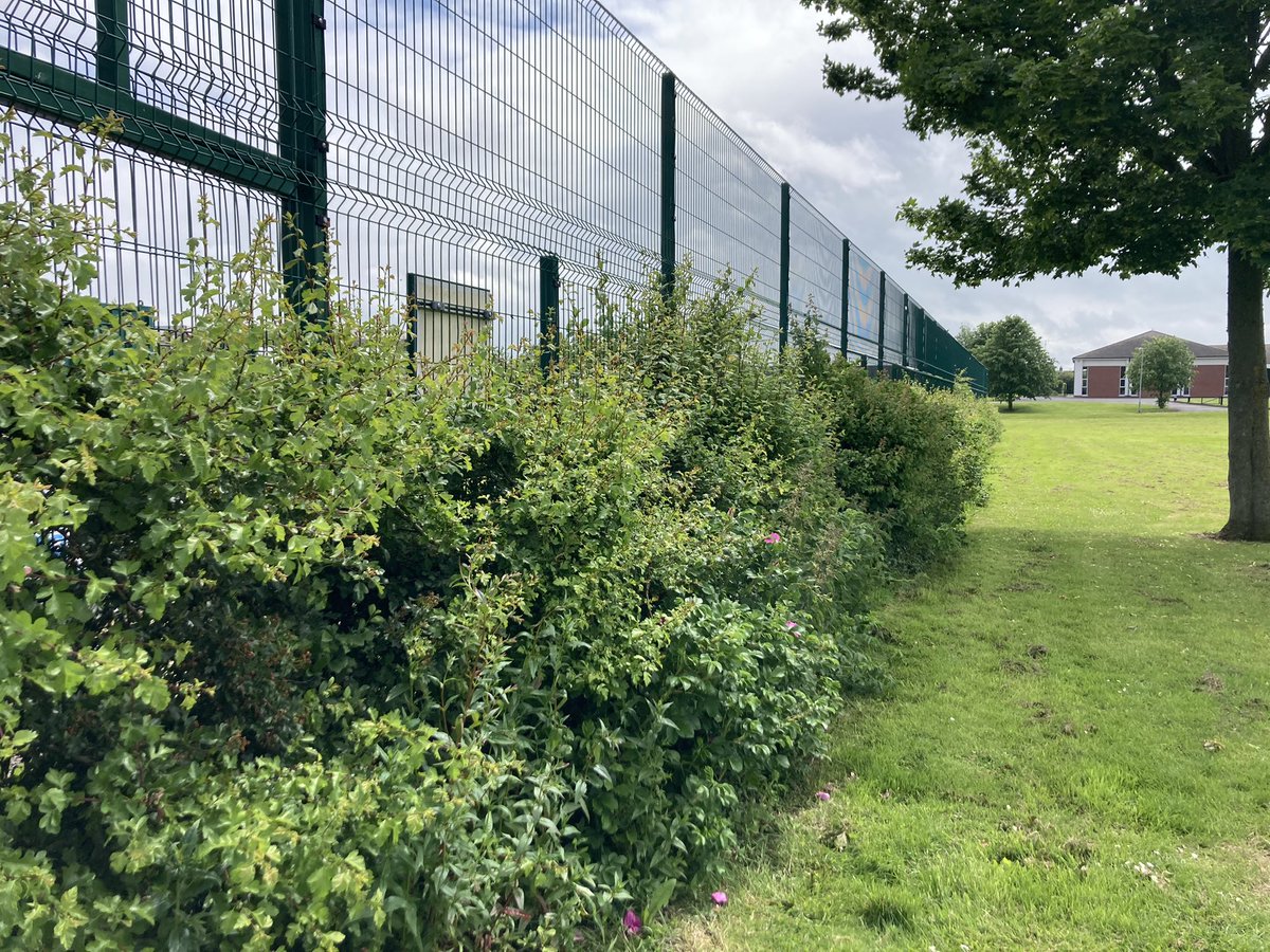muckandmore's tweet photo. Hedging then followed in 2017 thanks to the Enkalon foundation to screen the fence and encourage wildlife @JillyDougan @ANBorough @DavidGMaxwell https://t.co/Evg5tRXN9P