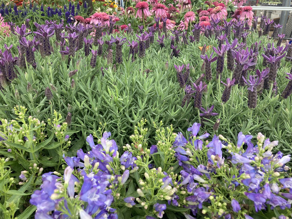 Kate11589687's tweet photo. I’m just so grateful for my team👏👏👏 Making real magic happen every day😍 #Lowes2589 #PlantPartners https://t.co/vsPC2KFkn9