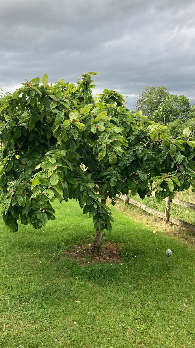 Strikealightlee's tweet photo. @sgoodinson Better than my Medlar? https://t.co/A48KtezBow