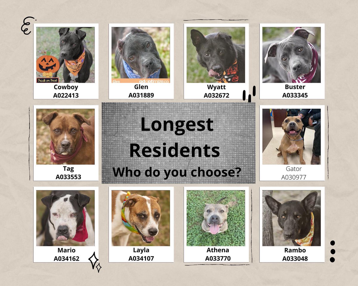 FBCASTX's tweet photo. SITUATION: CRITICAL
 
We are at 256 pets, 200 of them dogs as of this morning with more coming in today.  We need adopters and fosters to help save the dogs in our shelter.  The ten dogs below have been with us the longest and we will have to make a difficult decision on them to https://t.co/n1D6zFKOks