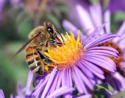 These cool spring temperatures have a negative impact on our honey bees.  Plants and trees need warmer spring temperatures to get their nectar flowing and blossoms out so bees can pollinate, forage, build their combs and produce honey.