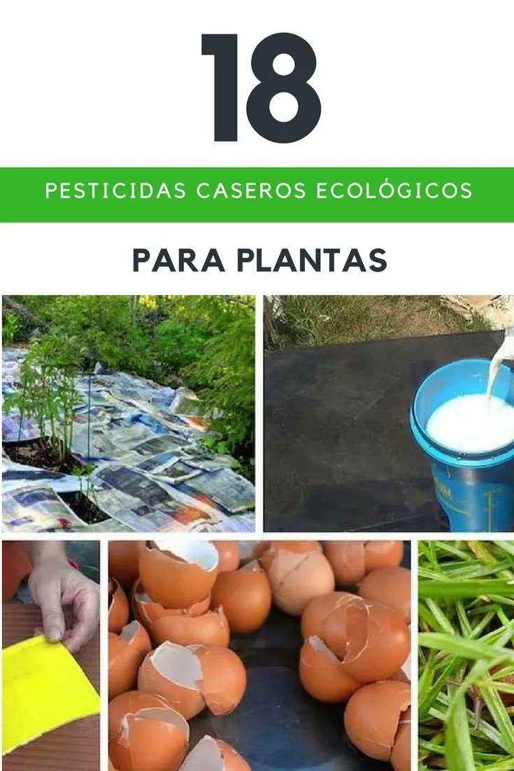 bpagricolas's tweet photo. 18 Pesticidas caseros ecológicos para plantas
https://t.co/A5HeBAanac https://t.co/6Q7caK1tl9