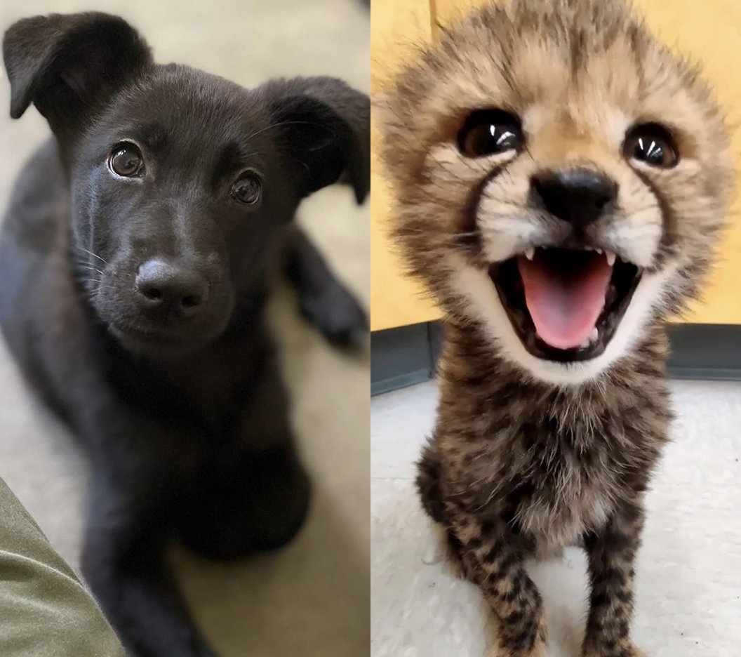 Rozi will be introduced to her new puppy companion Daisy soon!