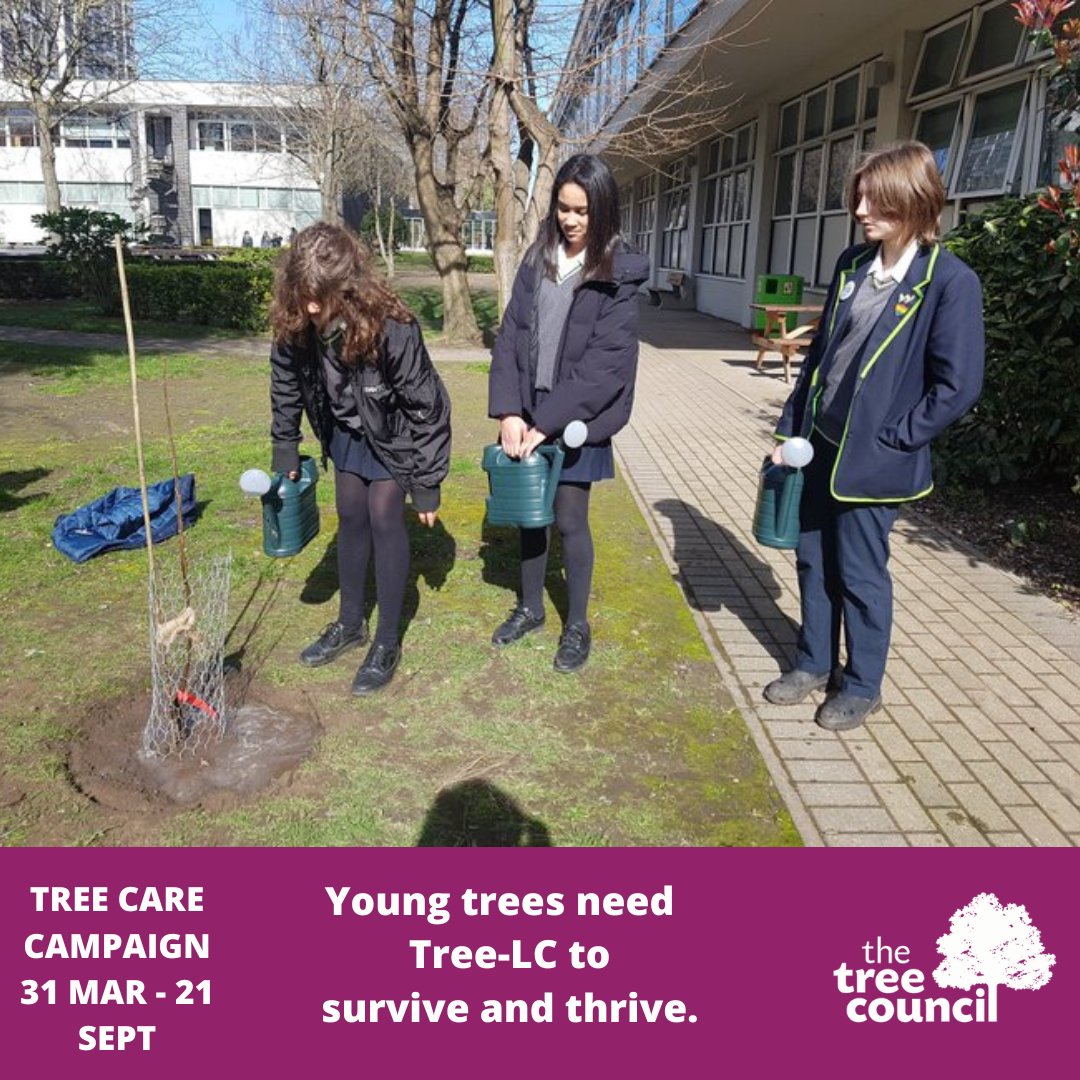 TheTreeCouncil's tweet photo. 🌱 Young trees, especially those planted less than 5 years ago, need some Tree-LC (watering, weeding and checking stakes and ties) if they are going to survive & thrive. For practical tree care tips, see https://t.co/6Zx6Wc3Rii #TreeCare #TreeTLC #TreeCareSeason #Summer #Trees https://t.co/Xi6uNsA7Jr