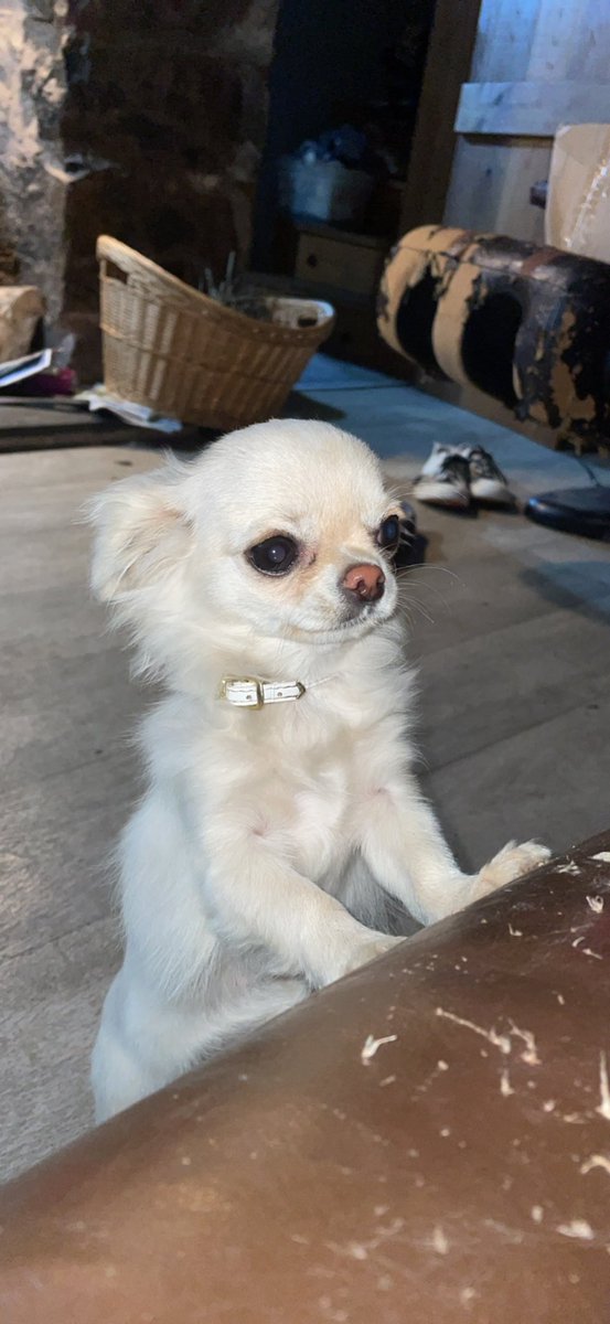 Excuse me but is there any chance I can sit with you on the couch? 

#dogsoftwitter #Chihuahua