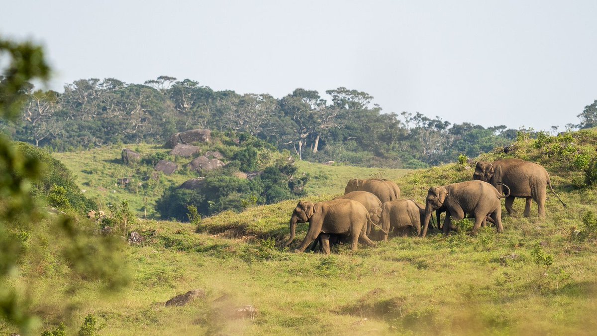 Elephants in Kalakad Mundanthurai Tiger reserve🐘