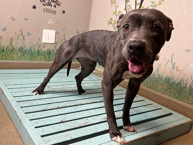 ADOPT COCO! 🙏❤️ #LosAngeles #California Please SHARE🙏 FOSTERING is Free! ADOPT TO SAVE A LIFE!❤ COCO #A5479272 (3 years old female) 😍ADORABLE! My heart is his! 😍 PALMDALE SHELTER CALL: (661) 575-2888 MAIL: palmdale@animalcare.lacounty.gov #NEWS #LOVE #TikTok #Twitter