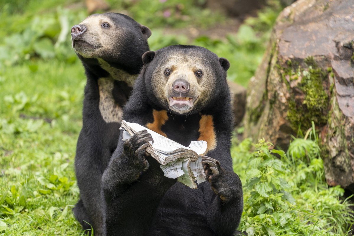 De afgelopen jaren interviewde de auteur Remco Kock tientallen (oud)medewerkers van Burgers’ Zoo voor de totstandkoming van zijn boek 'Het Mensenpark – De wonderlijke evolutie van Burgers’ Zoo'. Nu te verkrijgen in onze winkel of online te bestellen: burgerszoo.nl/hetmensenpark