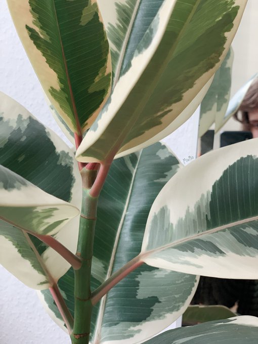good morning :> ❀ have a lovely day ❀ I will be streaming later today so feel free to stop by and chill