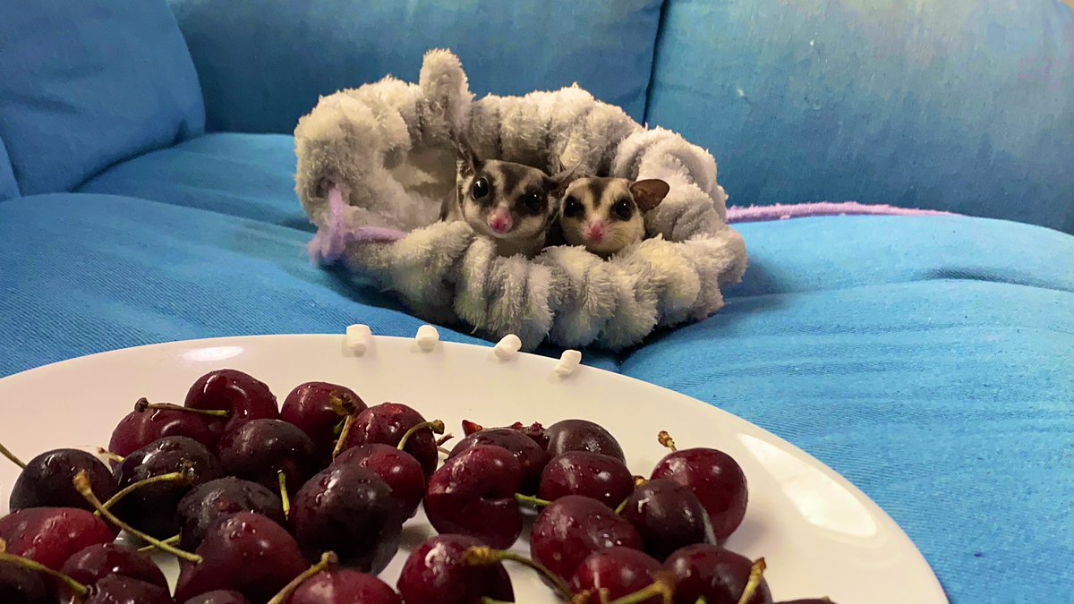 10mogram09's tweet photo. 双子だにょん🥰
目元が似てる！！
#まめもち https://t.co/67Mbe5VMhr