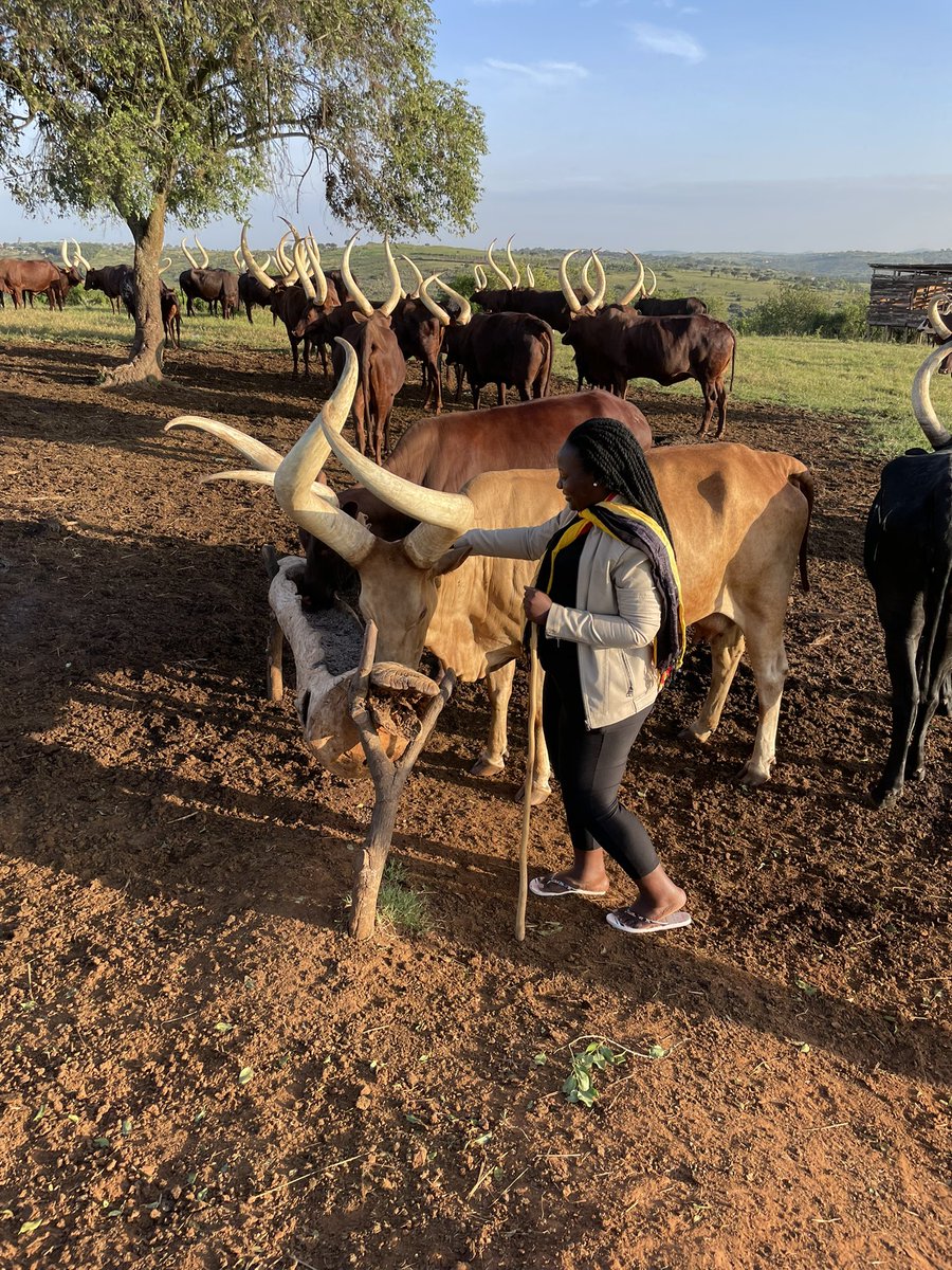 Our Heroes are #ankolecattle and we celebrate them #HeroesDay2022