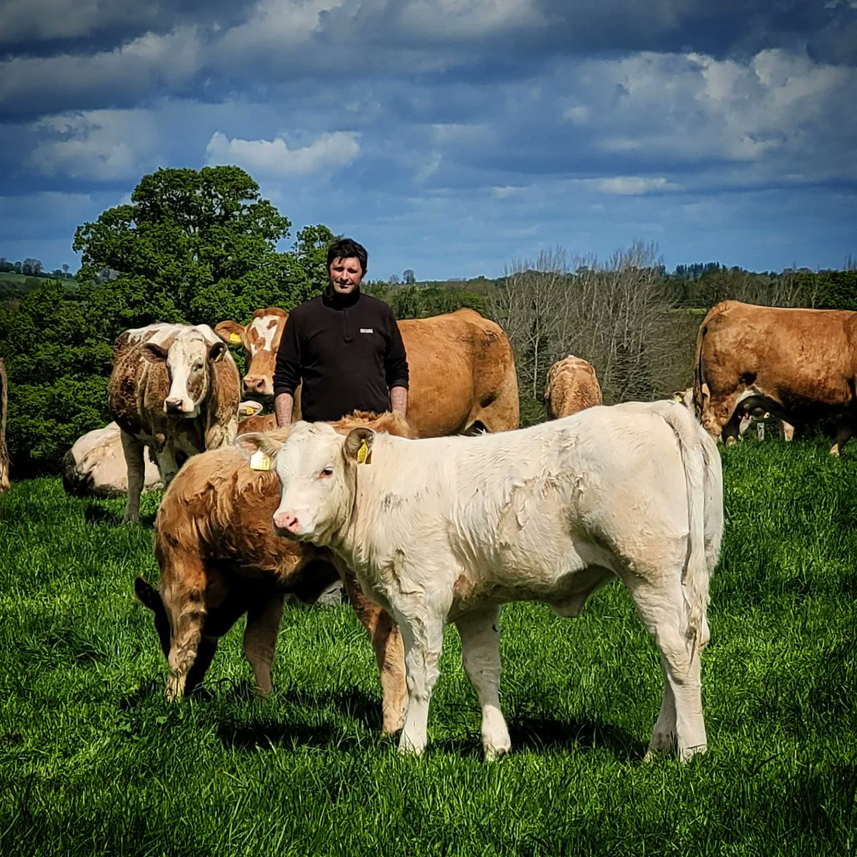 Irish Grassland Association CLG (IGA) tweet media