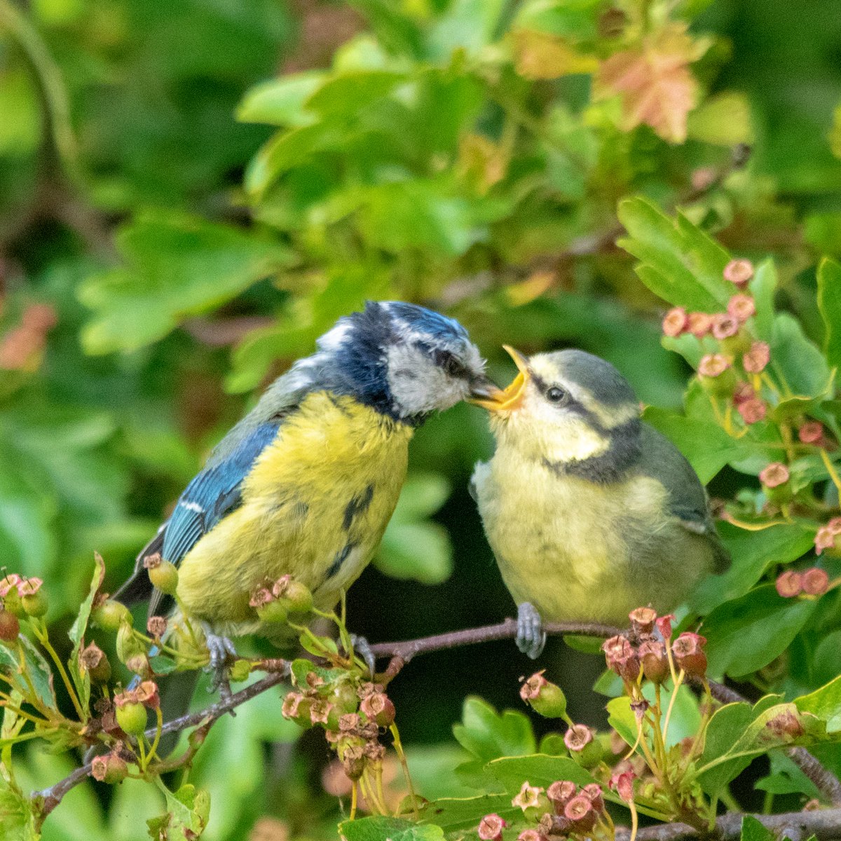 greenfocus_'s tweet photo. Feeding time for this Blue Tit chick
 #BirdsSeenIn2022 #birdwatching #thephotohour 
@Britnatureguide @Natures_Voice @WildlifeMag @Natures_Voice @BBCSpringwatch #Lancashire #UK https://t.co/9e3AeCdRoQ