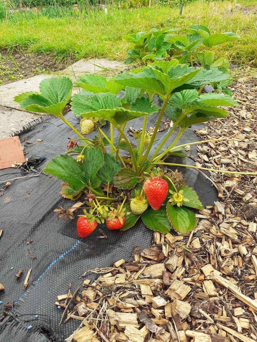 Popped to the allotment today and found our wonderful volunteer Bill working away. Just look at how  fabulous it looks now thanks to his hard work! And we got some strawberries!!