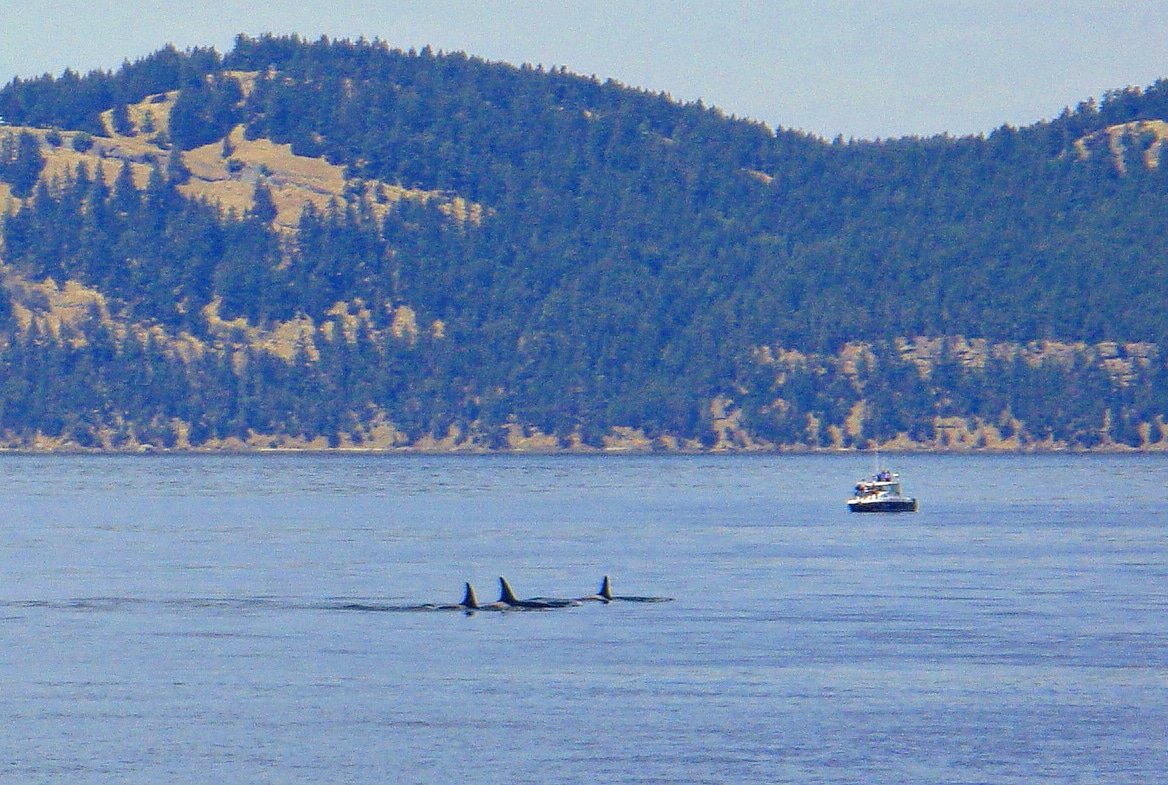 CDeMauro15's tweet photo. #WorldOceansDay 🌊 Throwback to my first time seeing whales in the wild. At conference in Anacortes, WA 2011, we ventured into Canadian waters to glimpse the native #orcas. That sight of dorsal fins emerging out of the water was one of the most exciting moments of my life. https://t.co/DKZnWeN7g8