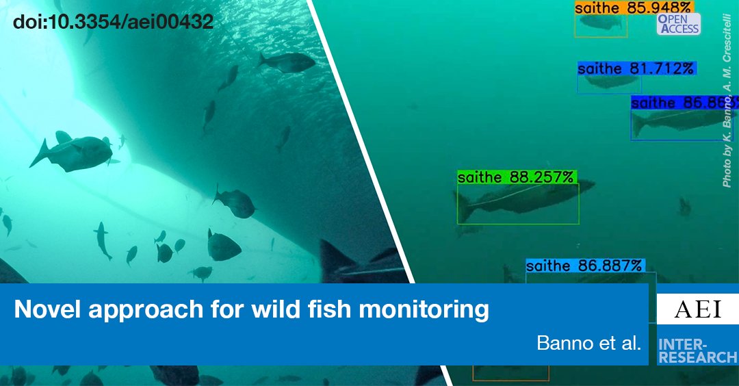 Wild fish is an important component of sea-based #aquaculture and environment interactions. #AI can help us to understand more about wild fish aggregation patterns at aquaculture sites. #NTNUÅlesund 
bit.ly/aei_14_97
@KanaBanno