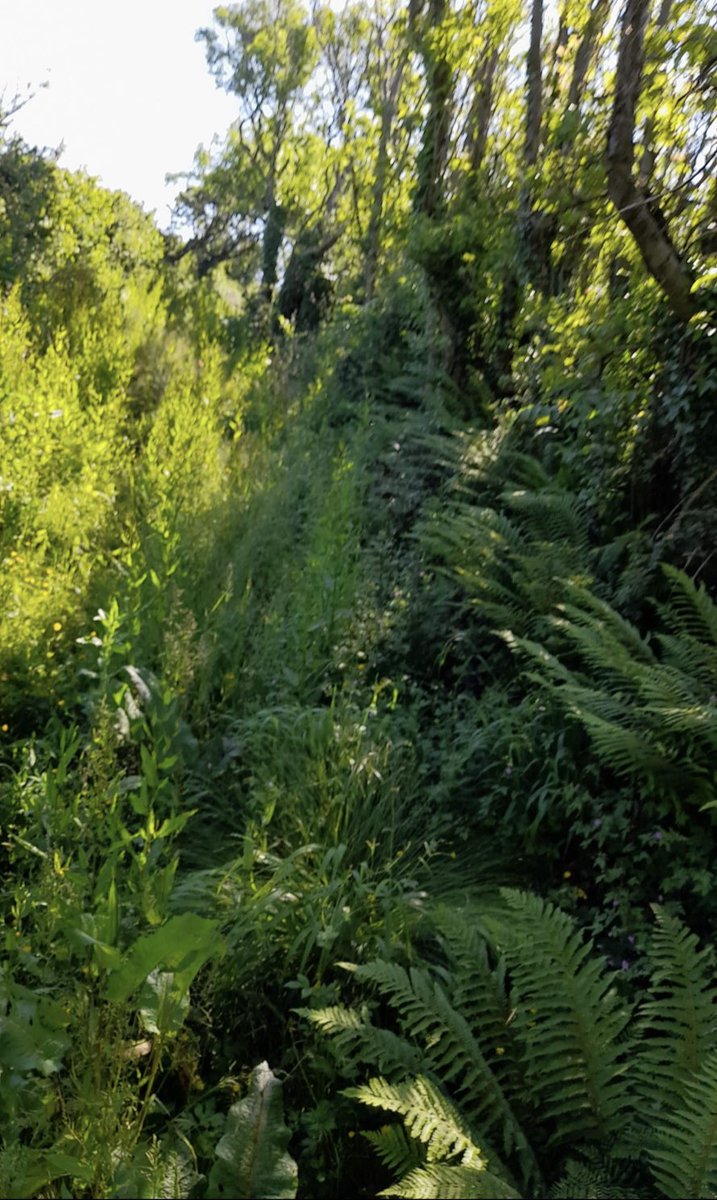 Lucieer07's tweet image. Managed to get an on-site meeting with Cornwall Council’s Senior Enforcement Officer, where it all began for me with #public rights of way 6 years ago. Good stuff CC, let’s have more of this (and more than just the 1 enforcement officer) so we can get #Cornwall’s #PRoWs open!