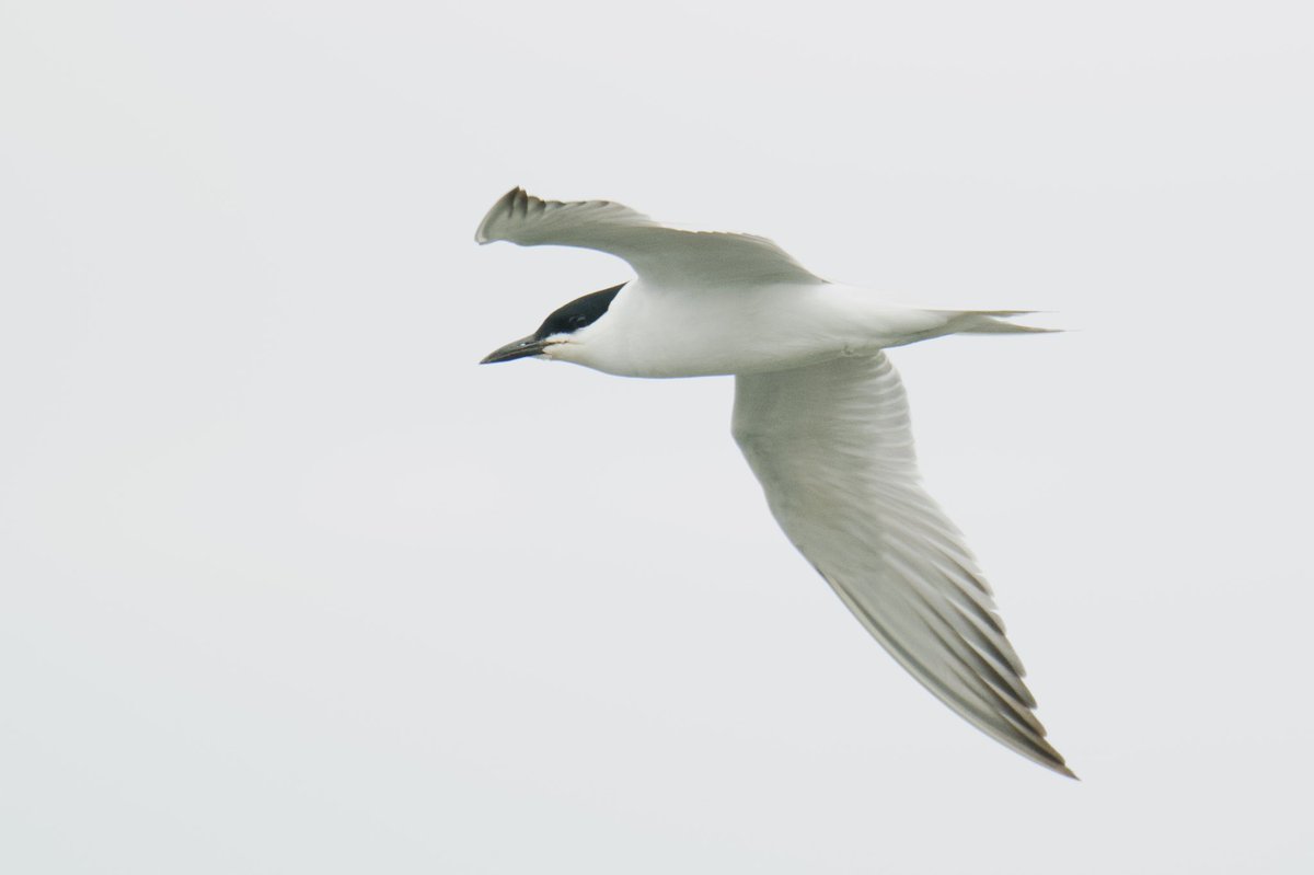 Charlie Wheeler Photography tweet media