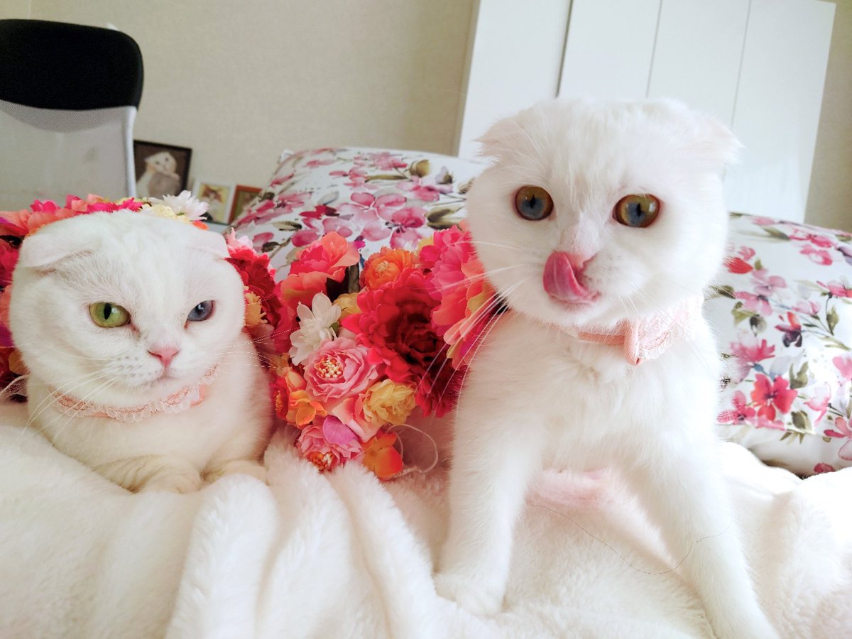 _rea_neko_'s tweet photo. ももちゃん、10歳のお誕生日を迎えました！🎂🎉
お互いの考えや気持ちをテレパシーのように共有できる、娘のような分身のような、不思議な存在のももねこ。
これからも元気でいてね♥
#お誕生日おめでとう 
#猫との暮らし 
#スコマンチ
#オッ���アイ
#スコテッシュフォールド
#ダイクロイックアイ https://t.co/PFh2cdoM3b