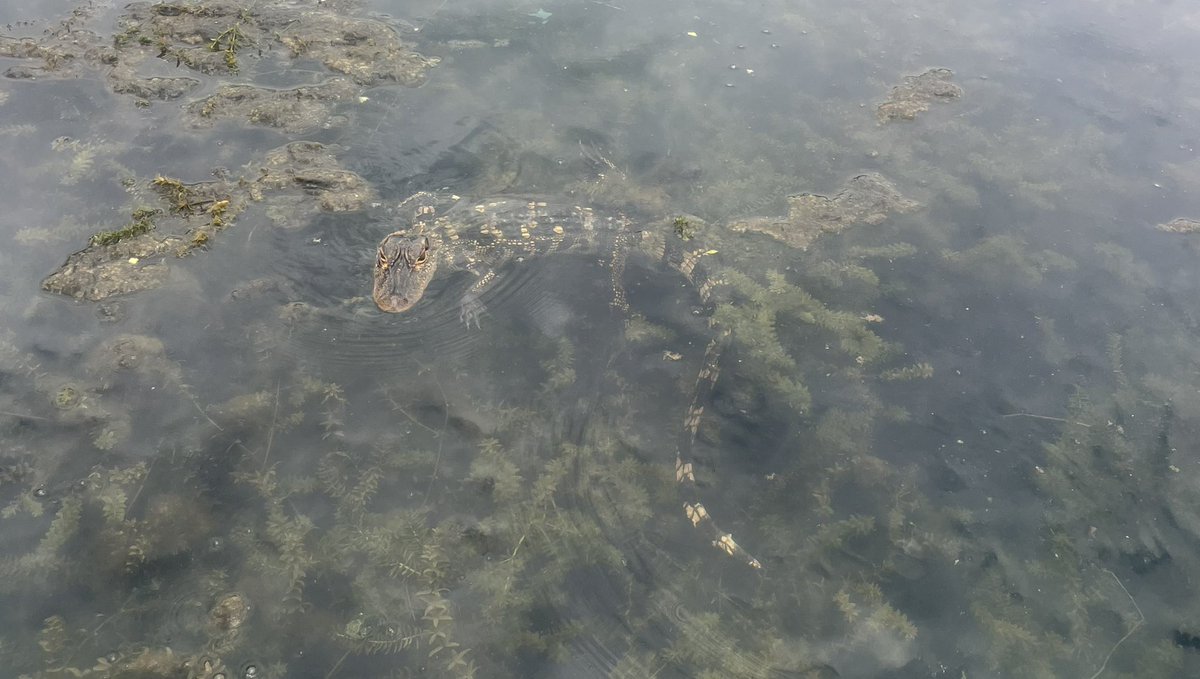 Caitlin Sweeney tweet media