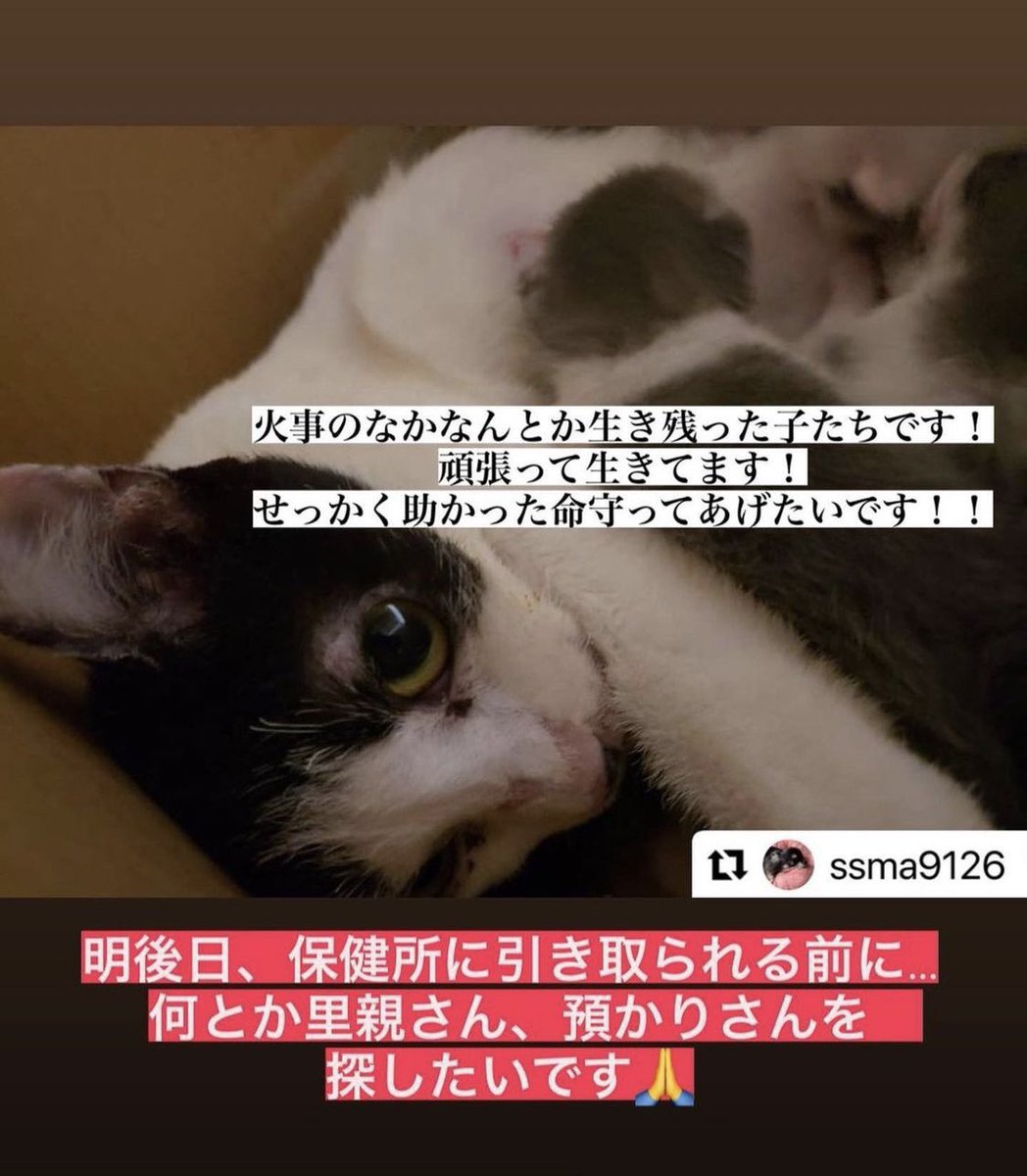 nekokiticoco08's tweet photo. 拡散希望です…
名古屋北区でご高齢の多頭飼育
火事があり半数以上が亡くなり
生き残った子達が居ます😢

どなたか救いの手を差し伸べ
られませんか？
ザリ子は関東だから
保護は厳しいので名古屋方面の方
お願いします😢生き延びたのに
殺処分は嫌です😿
 #拡散希望 #火事 #猫の命を助けて https://t.co/ieQPH5NDPJ