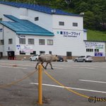 ツイートに含まれる画像