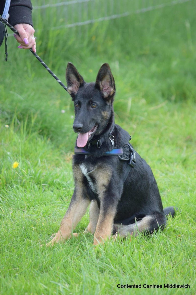 ContentedCanin2's tweet photo. If ‘reactivity’ is a river, it starts as a gentle trickle, a placid lake or a pond! So if your dog is starting to react, contact us now! Because if you leave it, it will turn into a raging river that is not very easy to cross (fix)
#keepingdogtrainingsimple https://t.co/UupcXou86M