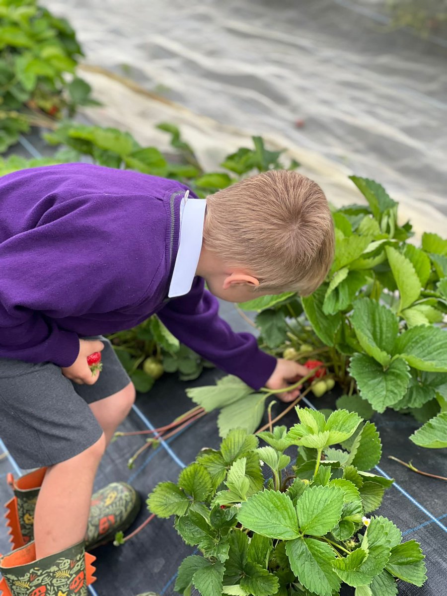 WycliffePrep's tweet photo. Year 1 are now on their way home from @daylesfordfarm after picking (and eating) delicious strawberries and visiting the many plant nurseries! Who will they miss the most, though? Roman the dog of course! 

Thank you for having us! #foodgloriousfood https://t.co/E77ha88jci