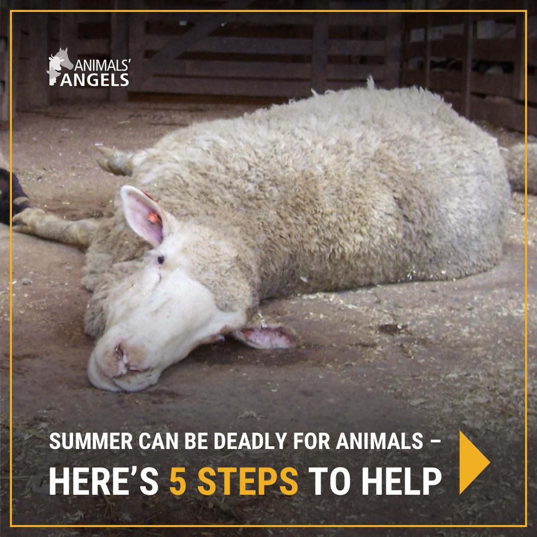 AnimalsAngelsUS's tweet photo. If you witness an animal in danger this summer – a dog left in the car, an animal left outside without shelter or water – take these 5 steps to report animal abuse. Thanks for being a hero to animals! https://t.co/HpD4wCgw90 #AnimalsAngels #AnimalRescue #EndAnimalCruelty https://t.co/oeoJEfmyGr
