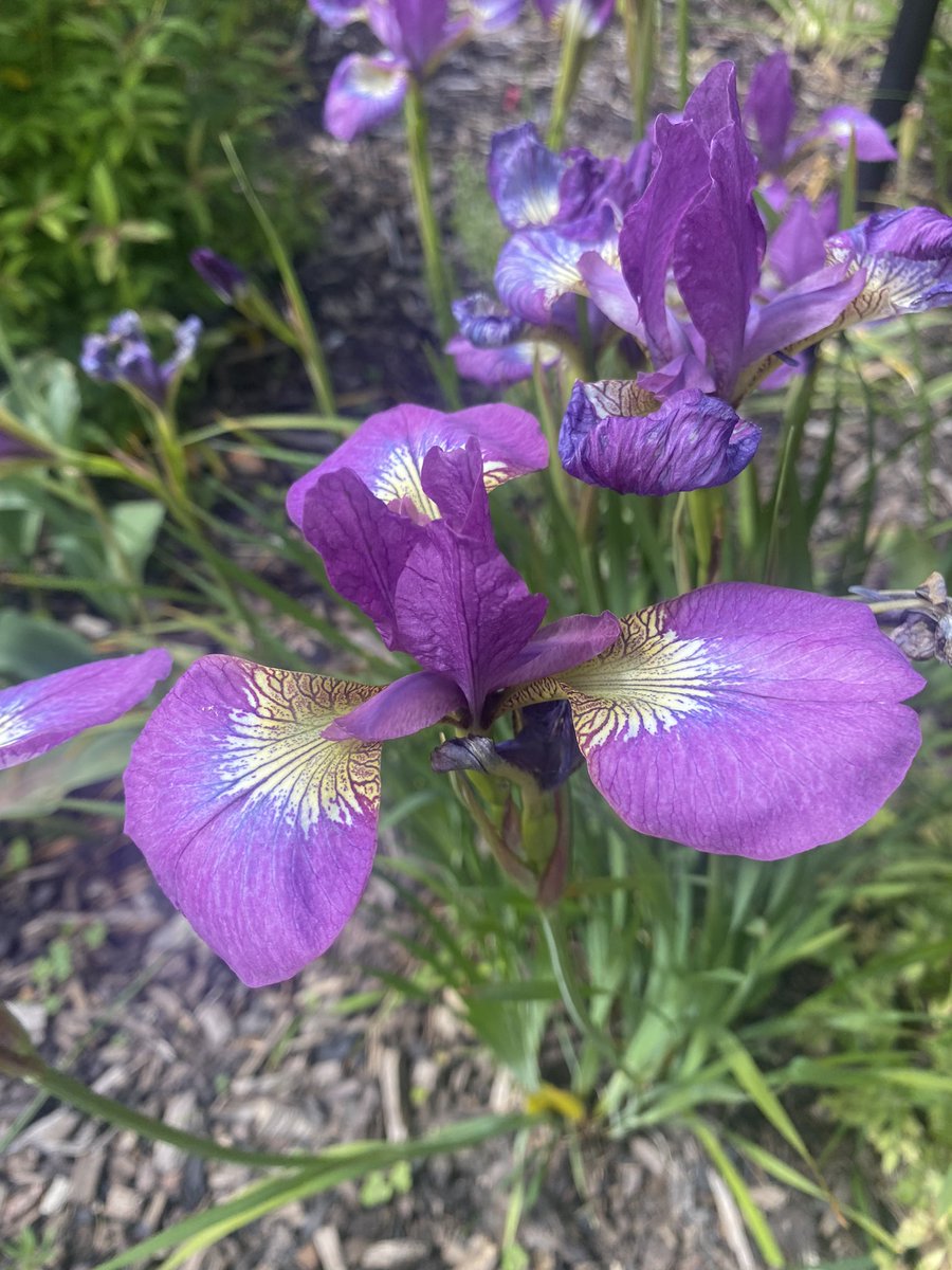 She who plants a garden plants happiness 🥰