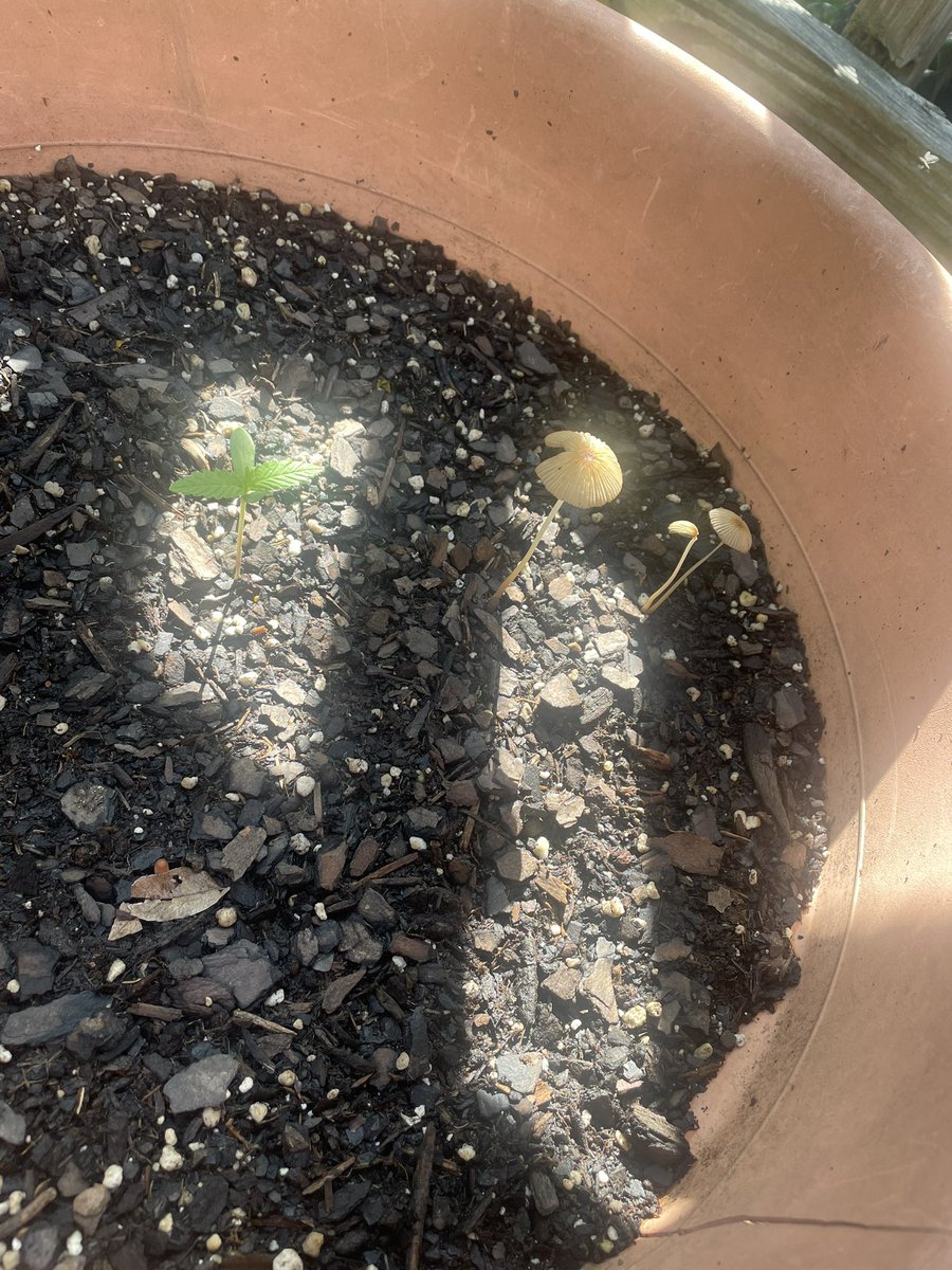 Michael25073654's tweet photo. There’s a fungus among us https://t.co/8PCUu8paHY