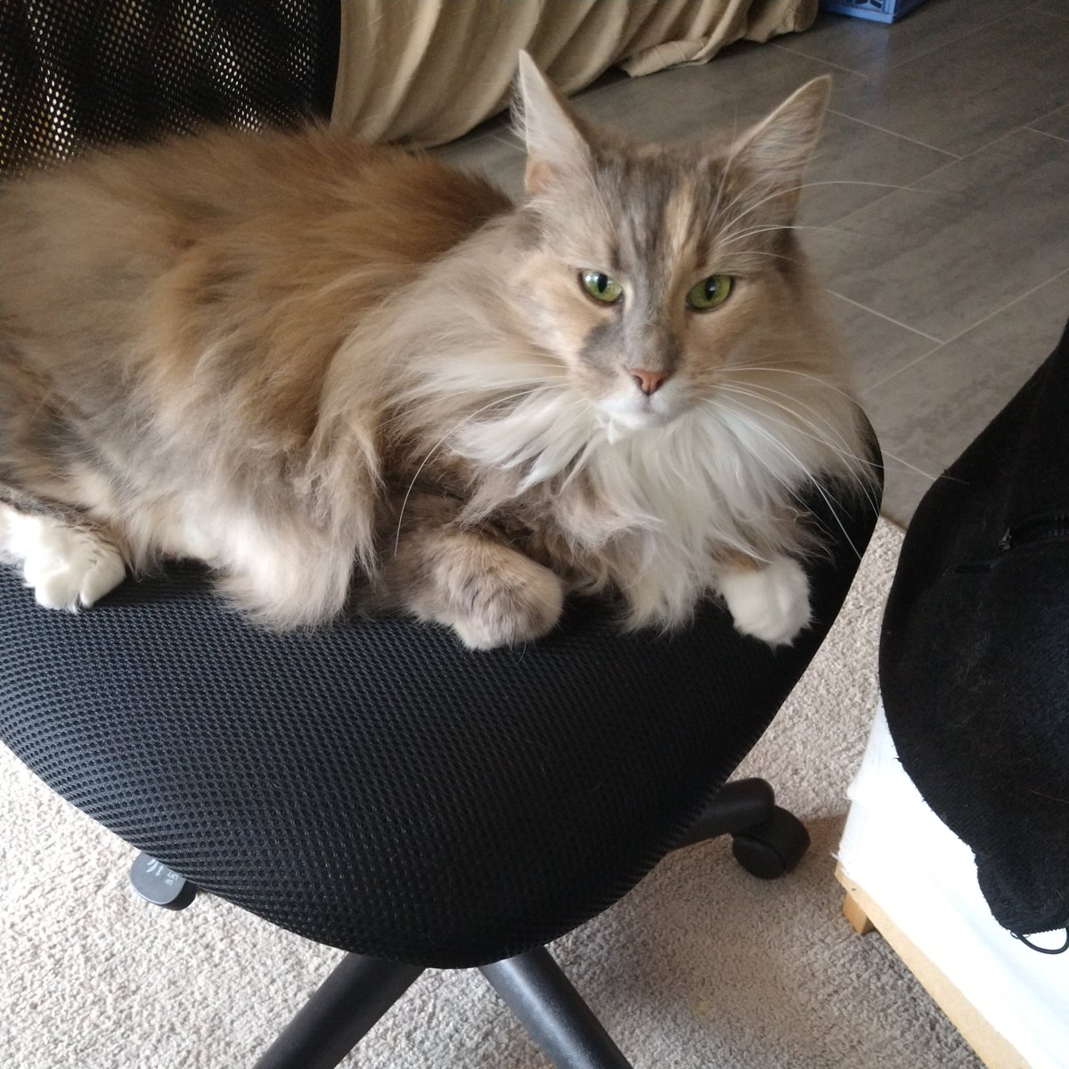 GeologistsCat's tweet photo. Oh, look my humans do #scientific work today. They set up an #NumericalModel that calculates #temperature distributions in the ground. On the screen you see the solver making good progress, which is a good first sign…
Of course I am their #FelineCoWorker
#CatsOfTwitter #geology https://t.co/xbuY2ijsu4