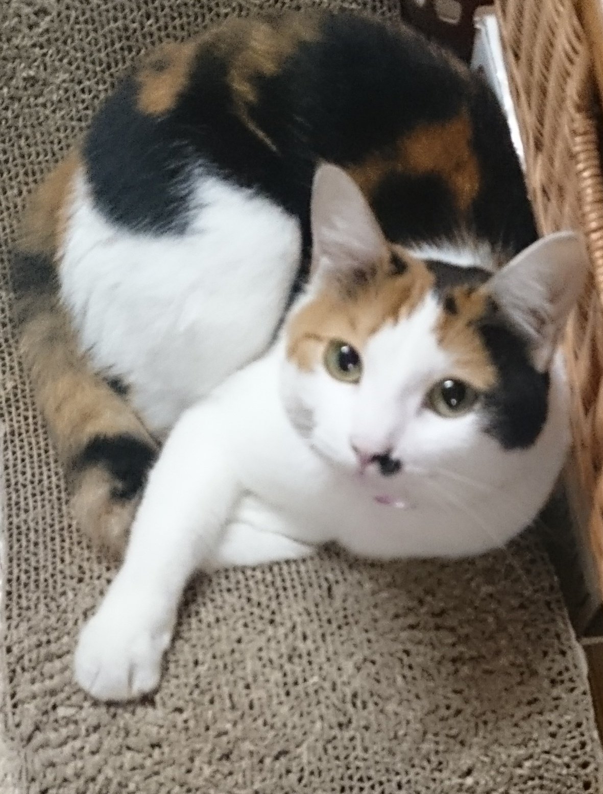 ぐり 関賢太郎 航空軍事記者 ロシアは猫科動物を見倣ったらどうか 猫科の頂点に立つ動物は何か ライオン シベリアトラ 違うね そいつらは絶滅危惧種だ 頂点はイエネコだ 北アフリカ原種の小動物が たった千年で何十万倍にも増えこの惑星のあらゆる