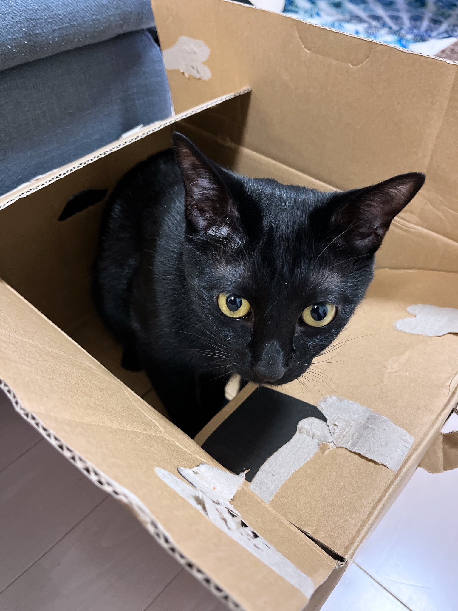 人気top にゃんぱす 様専用 その他 Prostomatologiya Kiev Ua