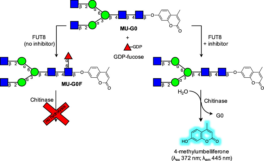 #tbt: 

Soroko and @DavidKwanPhD report a fluorescent glycoside & assay that can probe the activity of fucosyltransferase VIII, which catalyzes the core fucosylation of N-glycans on eukaryotic glycoproteins.

pubs.acs.org/doi/10.1021/ac…

@CU_Chembiochem 
@biologyatCU 
#glycotime