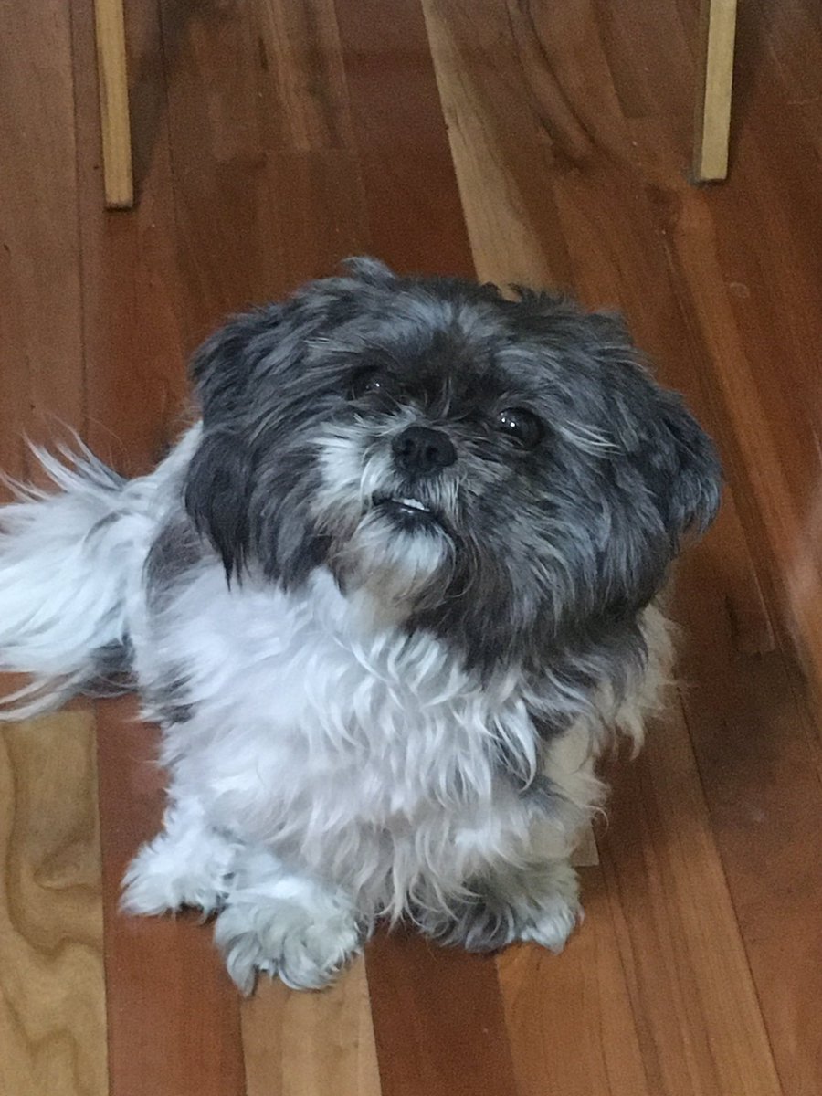 ShueyTheHumbled's tweet photo. dog https://t.co/dHXEUDVexA