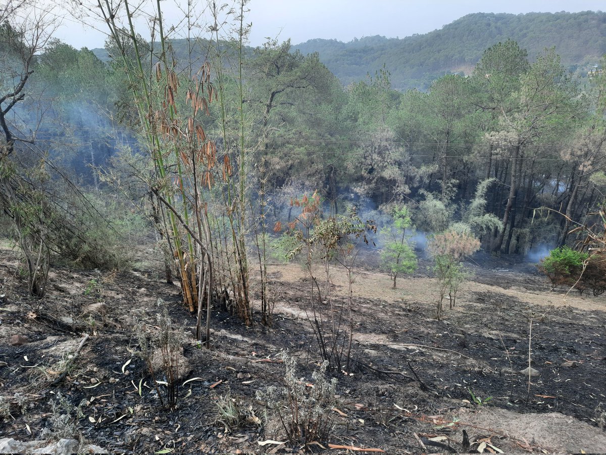 Need to register FIRs against those who are burning forest areas.