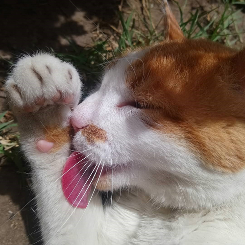 MeowAsFluff's tweet photo. Meet The Resilient Cat Who Survived Being Shot In The Spine And Found Her The Perfect Home
https://t.co/Mea5mgYMf3
#paralyzedcat #handicat #handicats #specialneedscats #specialneedscat #adoptdontshop #stopanimalabuse #StopAnimalCruelty #perfectlyimperfect #orangeandwhitecat #cats https://t.co/BRSx6LFnGF