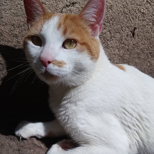 MeowAsFluff's tweet photo. Meet The Resilient Cat Who Survived Being Shot In The Spine And Found Her The Perfect Home
https://t.co/Mea5mgYMf3
#paralyzedcat #handicat #handicats #specialneedscats #specialneedscat #adoptdontshop #stopanimalabuse #StopAnimalCruelty #perfectlyimperfect #orangeandwhitecat #cats https://t.co/BRSx6LFnGF